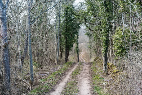 Strada Sterrata Circondata Alberi Ricoperti Edera Primavera — Foto Stock