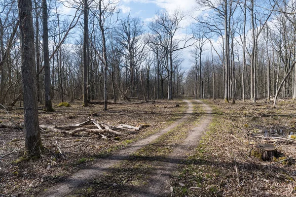 Dirt Road Bright Deciduous Forest Early Spring Season — Stock Photo, Image