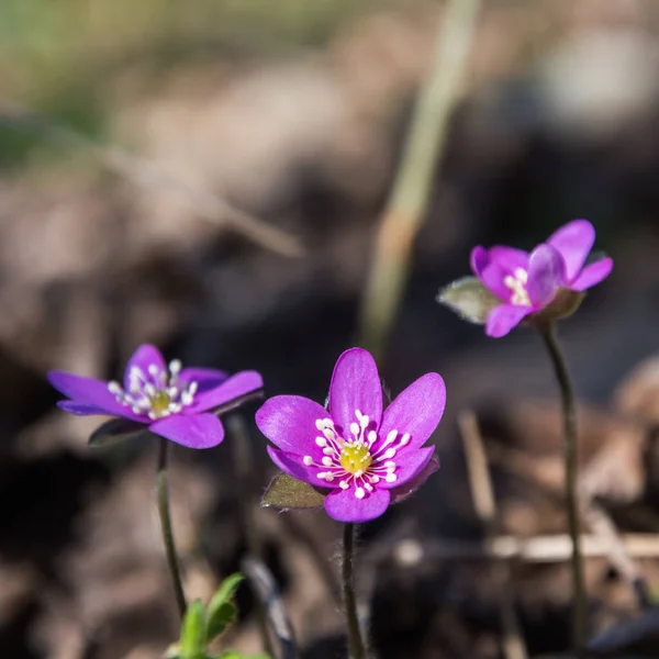Bright Sunlit Purple Hepatica Flower Close Low Perspective Image — Stock Photo, Image