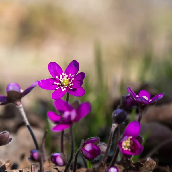 Beautiful Purple Hepatica Flowers Close Bright Background — Stock Photo, Image