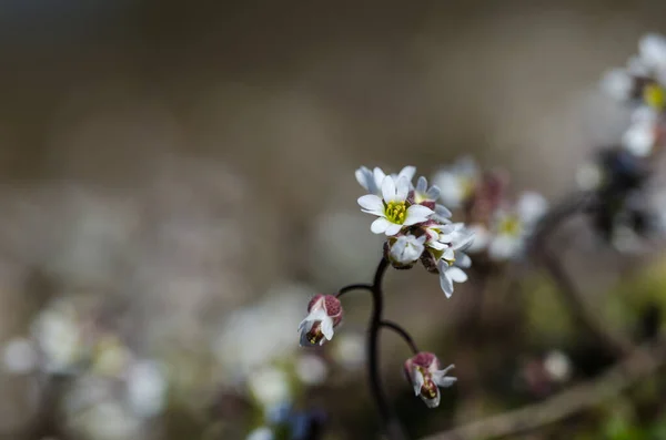 Tiny White Flower Close Low Angle Image — Stock Photo, Image