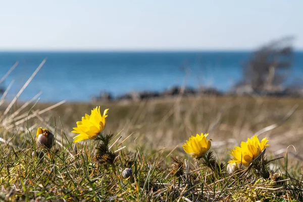 Fagiano Illuminato Dal Sole Occhio Fiore Primo Piano Ambiente Costiero — Foto Stock