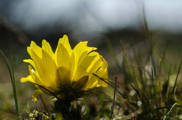 Sunlit Bažanti Oko Květ Detailní — Stock fotografie