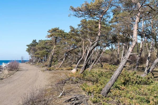 Pinos Soplados Por Viento Junto Costa Isla Sueca Oland —  Fotos de Stock