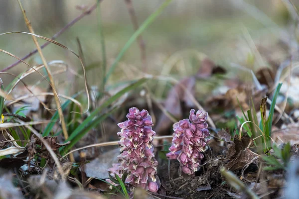 森の床からの低い角度のイメージで寄生木の花を閉じます — ストック写真