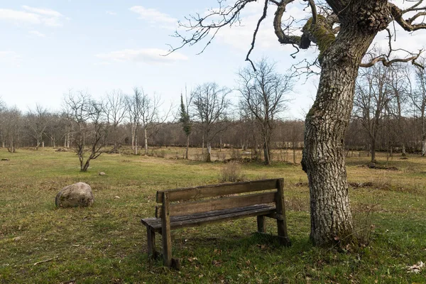 Banco Madera Junto Tronco Árbol Claro Bosque Reserva Natural Sueca —  Fotos de Stock