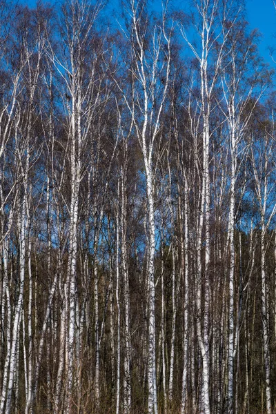 Березовые Деревья Начале Весны — стоковое фото