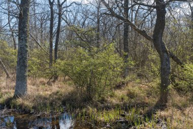 Yaprak döken bir ormanda, çalılıklarda yeni yeşil yapraklarla zaman geçirmek.