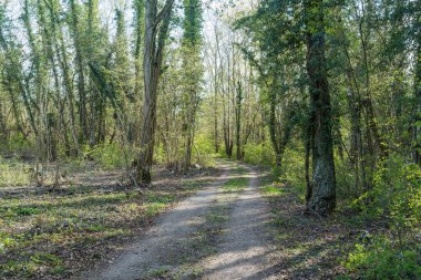 Bahar mevsiminde sarmaşık kaplı ağaçlarla dolu yaprak döken bir ormandan geçen toprak yol.