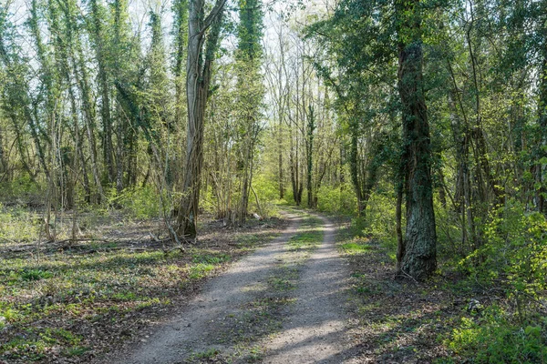 Brudna Droga Przez Las Liściasty Pokrytymi Bluszczem Drzewami Sezonie Wiosennym — Zdjęcie stockowe