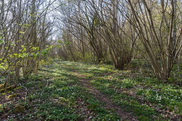 Prachtig Helder Loofbos Met Een Pad Het Voorjaar — Stockfoto