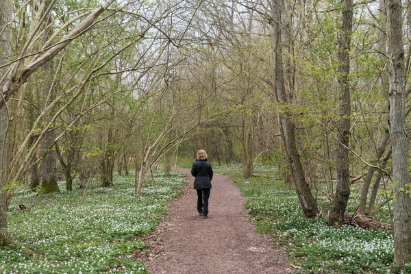 Mulher Caminhando Sozinha Uma Floresta Folheando Temporada Uma Reserva Natural — Fotografia de Stock