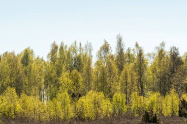 İsveç Adası Oland 'da yaprak dökme mevsiminde güneşli altın huş ağacı koruluğu