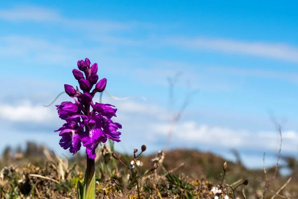 Belle Orchidée Sauvage Pourpre Dans Paysage Aride Plaine Stora Alvaret — Photo