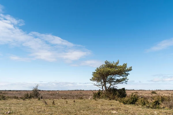 スウェーデン島の自然保護区の素晴らしい不毛の草原の風景の中に一本松 Oland — ストック写真