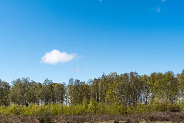 Bouleaux Saison Des Feuillages Par Ciel Bleu Dans Réserve Naturelle — Photo