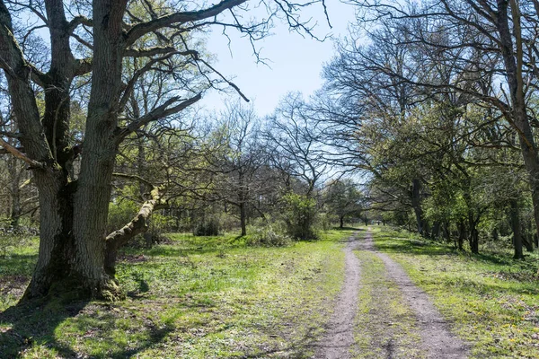 Sendero Brillante Por Tiempo Hojeando Reserva Natural Sueca Beijershamn Isla — Foto de Stock