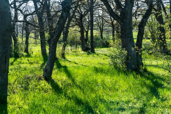 Bosque Caducifolio Retroiluminado Brillante Temporada Primavera Reserva Natural Sueca Sodra —  Fotos de Stock