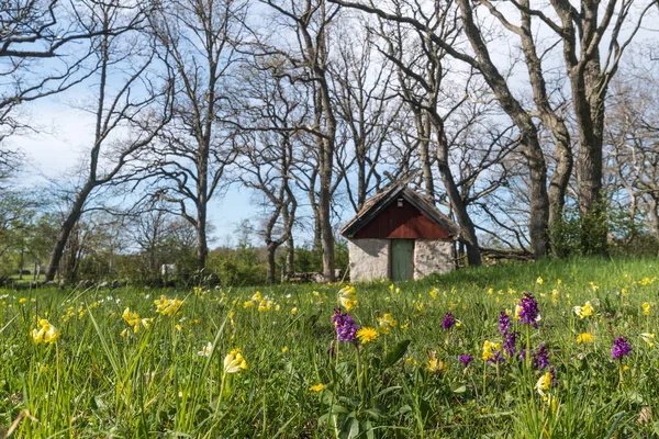 Fleurs Fleuries Par Vieux Mouton Dans Réserve Naturelle Suédoise Sodra — Photo