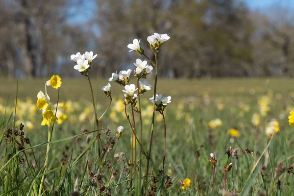 Virágos Csoport Rét Szaxifrágokkal Svéd Természetvédelmi Területen Stock Fotó