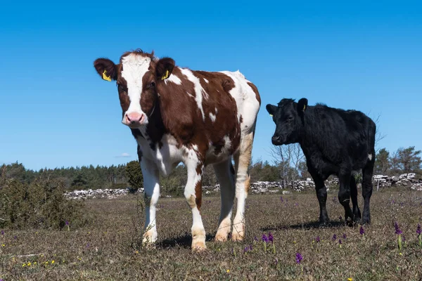 Jeunes Vaches Dans Une Prairie Classée Patrimoine Mondial Dans Sud — Photo