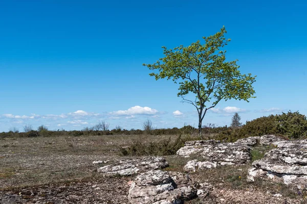 Arbre Vert Solitaire Dans Paysage Aride Dans Site Patrimoine Mondial — Photo