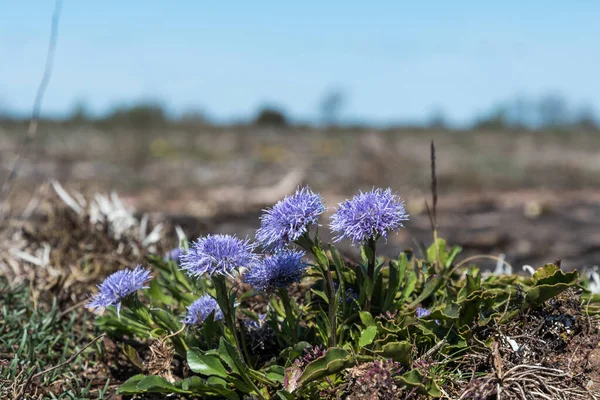 Blossom Globularia Vulgaris Impianto Nel Sito Patrimonio Mondiale Dell Oland — Foto Stock