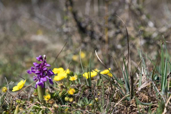 Tidig Lila Orkidé Orchis Maskulina Precis Börjat Blomma — Stockfoto