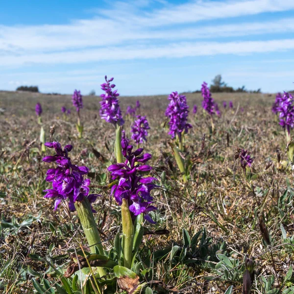 Orchidées Pourpres Fleuries Orchis Mascula Dans Paysage Aride Dans Site — Photo