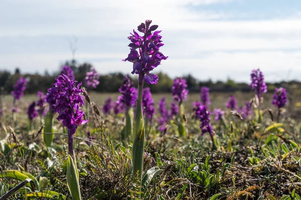 Fioritura Prime Orchidee Viola Chiudono Una Prateria Nel Sito Patrimonio — Foto Stock