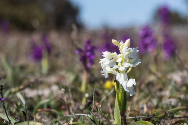 Orchidée Pourpre Précoce Blanche Mascula Orchidée Portrait Avec Des Espèces — Photo