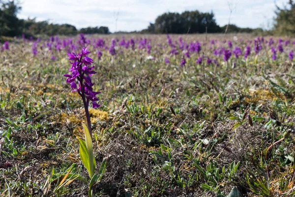 Paysage Avec Des Orchidées Pourpres Précoces Fleur Dans Site Patrimoine — Photo