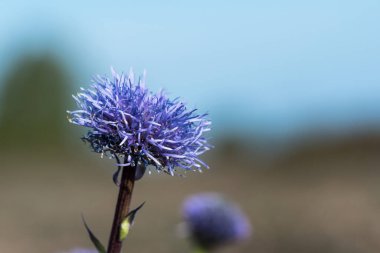 Çiçek başlıklı çivit renkli Globularia vulgaris İsveç 'in Oland adasında nadir bulunan bir bitki.