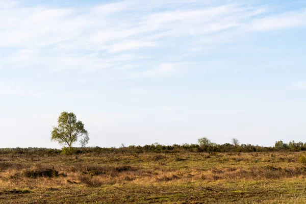 Betulla Solitaria Grande Paesaggio Arido Stora Alvaret Sull Isola Oland — Foto Stock