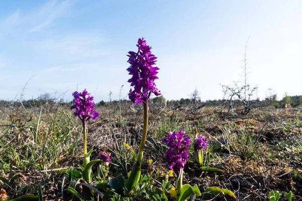 Blosson Early Purple Orchid Orchis Maskulina Ett Kargt Landskap Öland — Stockfoto
