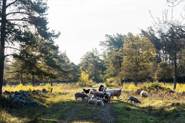 Moutons Reposant Sur Une Route Campagne Soleil Matin Sur Île — Photo