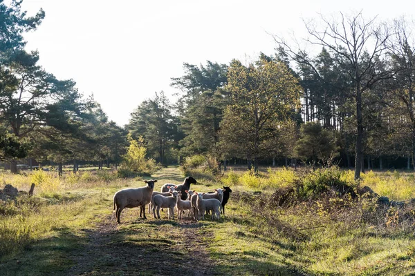 Troupeau Moutons Debout Sur Chemin Terre Soleil Matin — Photo