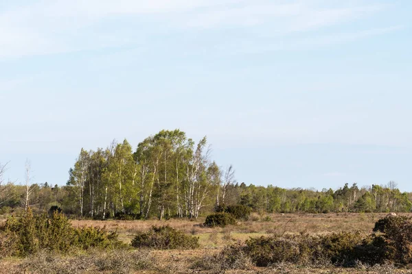 Bouleau Dans Une Prairie Pluviale Stora Alvaret Sur Île Oland — Photo