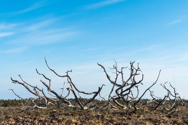 Issız Bir Arazide Ardıç Iskeleti Sveç Adasındaki Bir Doğa Koruma — Stok fotoğraf
