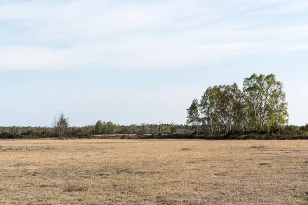 Björkträdsodling Vanlig Karg Gräsmark Stora Alvaret Öland Sverige — Stockfoto