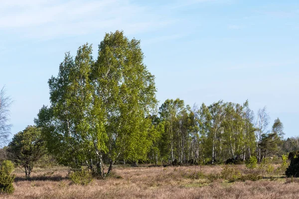 Árboles Abedul Gran Pastizal Abierto Isla Oland Suecia —  Fotos de Stock