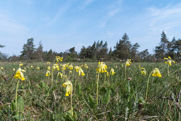 Blossom Cowslips Dans Une Prairie Verte Sur Île Oland Suède — Photo