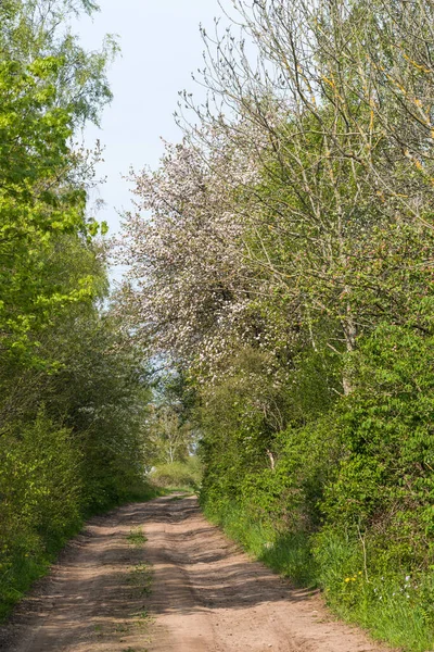 Landweg Door Een Weelderig Groen Het Voorjaar — Stockfoto