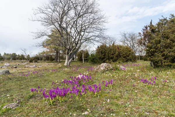 Ранние Фиолетовые Орхидеи Orchis Mascula Поле Острове Оланд Швеции — стоковое фото