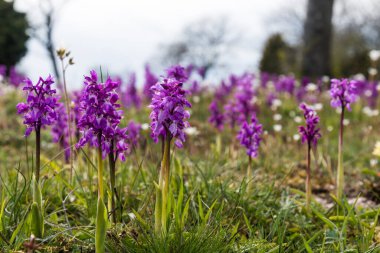 Erken Mor Orkideler, Orchis maskülü, İsveç adasından parlak alçak açılı bir görüntü.