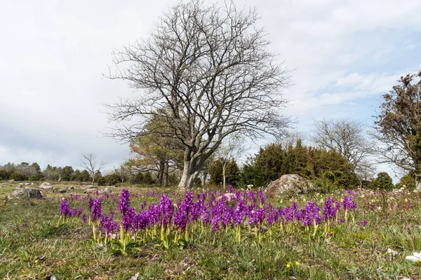 Vroege Paarse Orchideeën Orchis Mascula Een Prachtig Landschap Het Zweedse — Stockfoto