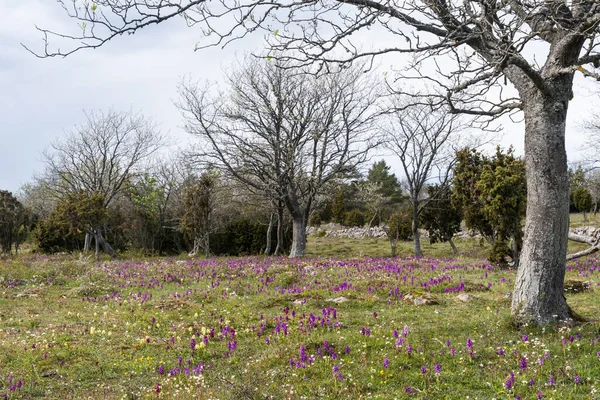 Пейзаж Большим Количеством Цветущих Фиолетовых Орхидей Шведском Острове Оланд — стоковое фото