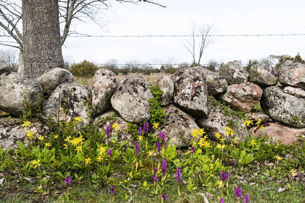 Kleurrijke Bloesem Paarse Orchideeën Koeienlippen Door Een Droge Stenen Muur — Stockfoto