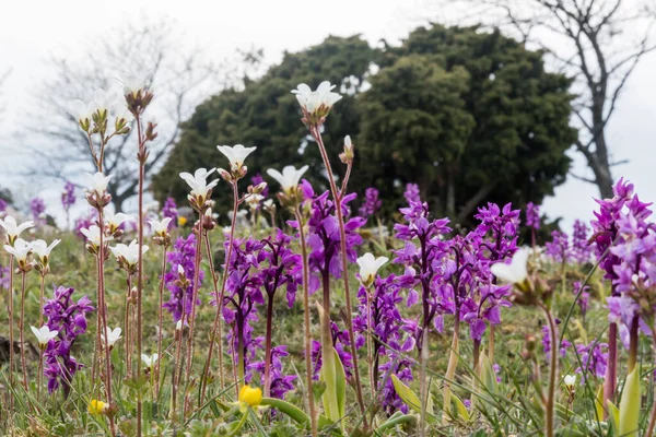 Bellissimi Fiori Primaverili Vicino Orchidee Viola Primaverili Sassofagi Del Prato — Foto Stock