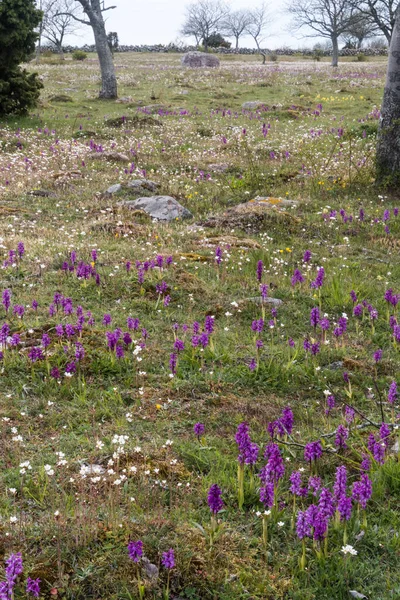 Pole Kvetoucími Fialovými Orchidejemi Švédském Ostrově Oland — Stock fotografie